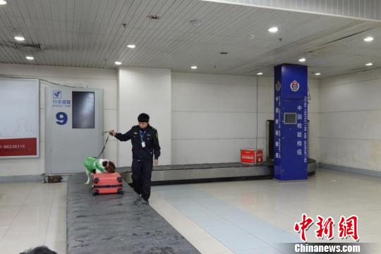 1月25日,江西南昌昌北国际机场检疫犬正式上岗,这意外着南昌机场办事处正式跨入“人—机—犬”综合查验时代。 周含真 摄 1月25日,江西南昌昌北国际机场检疫犬正式上岗,这意外着南昌机场办事处正式跨入“人—机—犬”综合查验时代。 周含真 摄